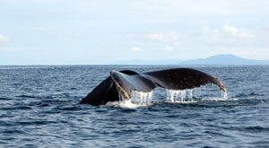 Avistamiento de Ballenas